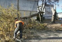 Комунальники Павлограда ліквідовують наслідки вчорашнього буревію