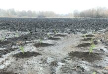 Павлоградщина отримала понад 12 тисяч саджанців ялинки