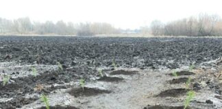 Павлоградщина отримала понад 12 тисяч саджанців ялинки