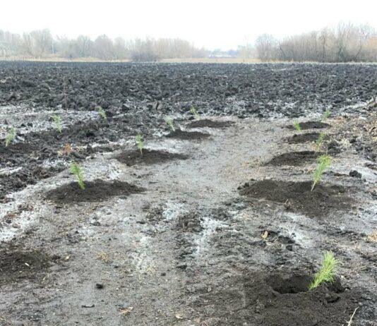 Павлоградщина отримала понад 12 тисяч саджанців ялинки