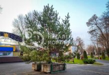 У Павлограді встановили головну ялинку міста