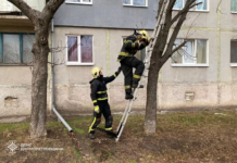 У Павлограді надзвичайники зняли пухнастика з дерева