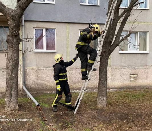 У Павлограді надзвичайники зняли пухнастика з дерева