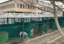 У Павлоградському муніципальному притулку відремонтували 30 вольєрів