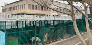 У Павлоградському муніципальному притулку відремонтували 30 вольєрів