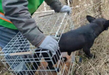 У Павлограді небайдужий чоловік врятував собаку і цуценят (ВІДЕО)