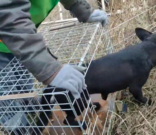 У Павлограді небайдужий чоловік врятував собаку і цуценят (ВІДЕО)