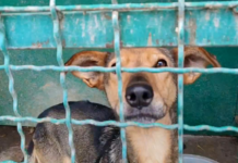 Павлоградців закликають взяти собаку з притулку