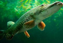 На Дніпропетровщині з 15 лютого діятиме заборона на вилов щуки