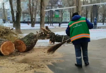 На вул. Західнодонбаська пиляють старі верби