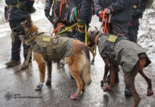 Кінологи з Павлограда взяли участь в тренінгу щодо порятунку людей з-під завалів