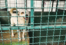 Сім років турботи: як у Павлограді рятують безпритульних тварин (ФОТО)