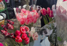 Квітковий «бум»: скільки коштують тюльпани у Павлограді