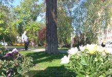 На Алеї Пам’яті у Павлограді знову стався акт вандалізму