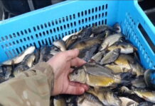 На Павлоградщині зарибили річку Самара