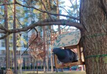 У Павлограді заборонили годувати птахів у громадських місцях