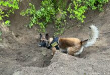 Кінологи з Павлограда допомогли поліцейським Запоріжжя оперативно розкрити вбивство 20-річного хлопця