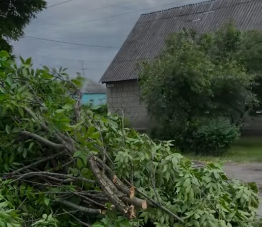 Через негоду в Павлограді надломлене старе дерево ледь не наробило лиха