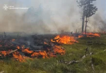 Павлоградські надзвичайники ліквідували лісову пожежу