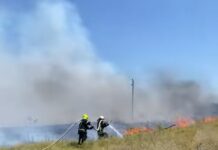 У Павлограді сталася лісова пожежа