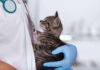 У Павлограді безкоштовно стерилізуватимуть котів та собак