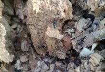 У Павлограді комунальники натрапили на колонію мурах