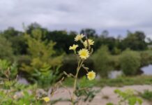 Якою буде погода на цьому тижні у Павлограді?