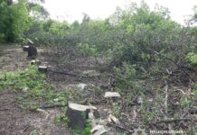 На Петропавлівщині затримали «чорних» лісорубів