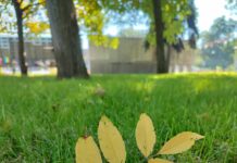 Якою буде погода у Павлограді у перший тиждень осені?