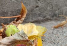 Якою буде погода у Павлограді на цьому тижні?