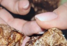 У центрі Павлограда знайшли пакет зі смертельною їжею для тварин