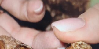 У центрі Павлограда знайшли пакет зі смертельною їжею для тварин