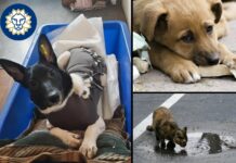 У Павлограді відбулася безкоштовна стерилізація безпритульних тварин