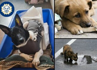 У Павлограді відбулася безкоштовна стерилізація безпритульних тварин