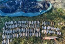 На Дніпропетровщині рибалка завдав збитків на понад 200 тис. грн