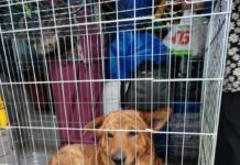 Як пес Джек врятував жінку з-під завалів: історія переселенки з Донбасу