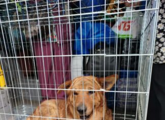 Як пес Джек врятував жінку з-під завалів: історія переселенки з Донбасу