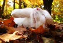 Синоптики розповіли, яким буде листопад в Україні