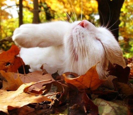 Синоптики розповіли, яким буде листопад в Україні