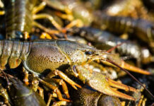 Від початку жовтня на водоймах України дозволено лов раків