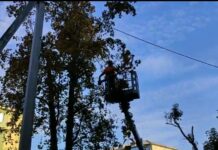 У Павлограді серед дерев застряг ворожий шахед