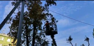 У Павлограді серед дерев застряг ворожий шахед