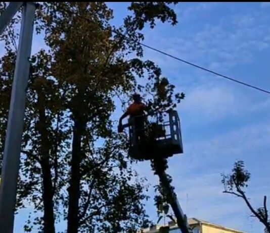 У Павлограді серед дерев застряг ворожий шахед