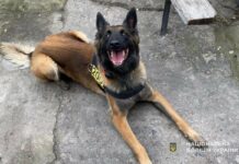 Бельгійська вівчарка з Павлограда допомогла поліцейським розшукати зниклих близнюків з Кам’янського
