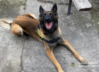 Бельгійська вівчарка з Павлограда допомогла поліцейським розшукати зниклих близнюків з Кам’янського