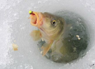 На Дніпропетровщині заборонили вилов риби на зимувальних ямах