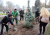 На Алеї Слави у Павлограді висадили нові ялинки