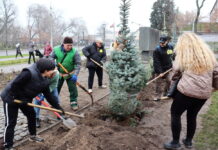 На Алеї Слави у Павлограді висадили нові ялинки