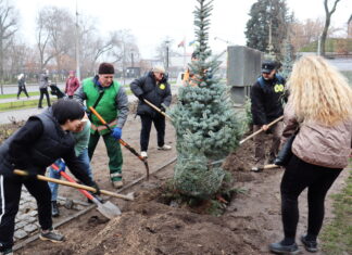 На Алеї Слави у Павлограді висадили нові ялинки