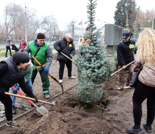 На Алеї Слави у Павлограді висадили нові ялинки